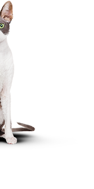 половина тощего кота