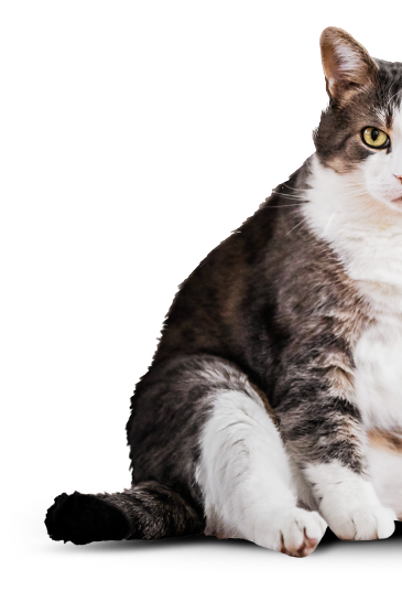 половина толстого кота