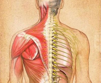 Мышца и скелет человека
